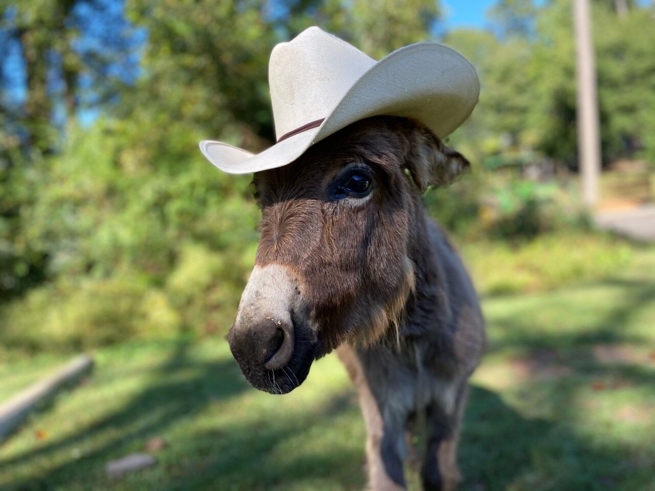 Fraunky Donkey at Pamelot